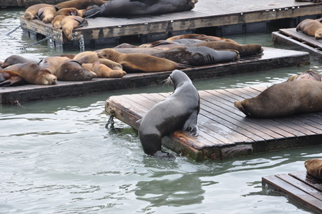 seals at Pier 39 at Fisherman's Wharf