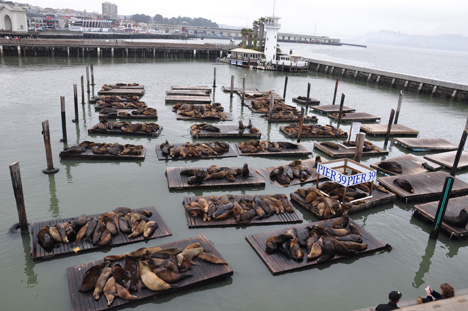 seals at Pier 39 at Fisherman's Wharf