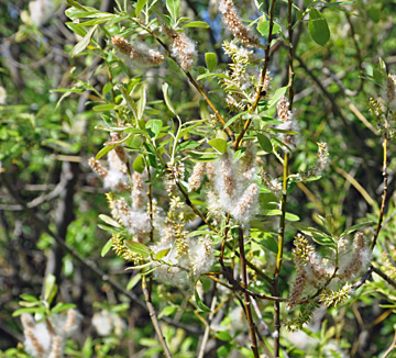 blossoms