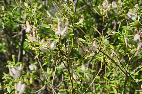 blossoms