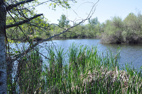 a small lake