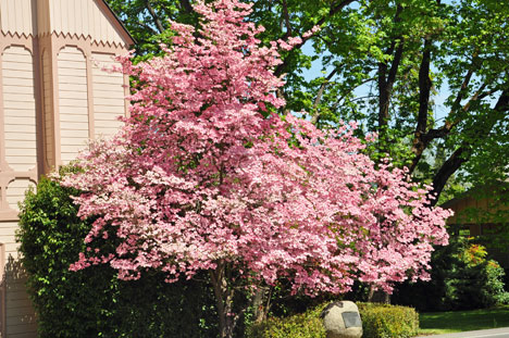 tree in blossom