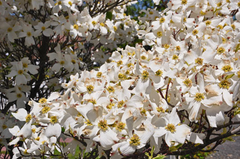 tree in blossom