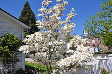 tree in blossom