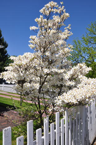 tree in blossom