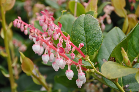 close-up of the flowers