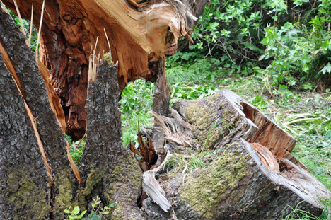 a very large fallen tree