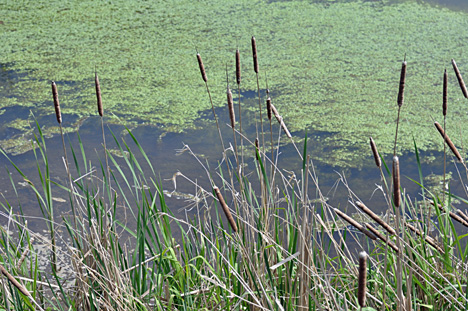 cat tails