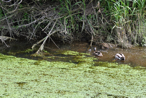 ducks