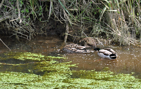 ducks
