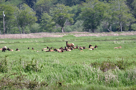 wild Roosevelt Elk