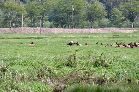 wild, Roosevelt Elk