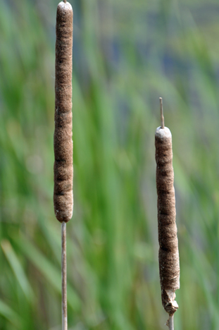 cat tails