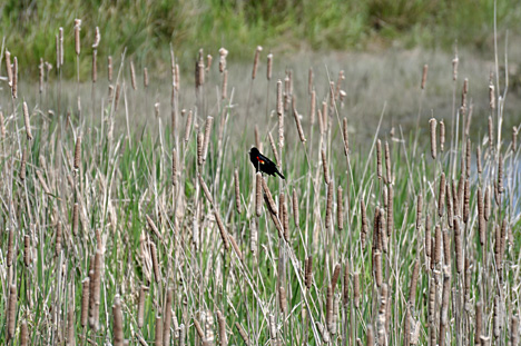 a brid on the cat tails