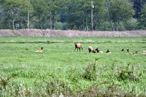 wild Roosevelt Elk