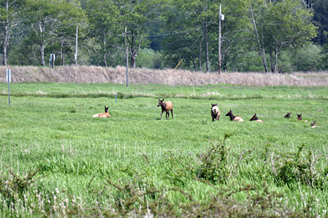 wild Roosevelt Elk