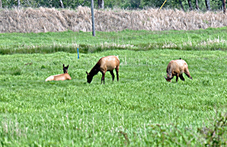 a bird on the back of one of the elk