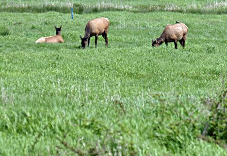 a bird on the back of one of the elk