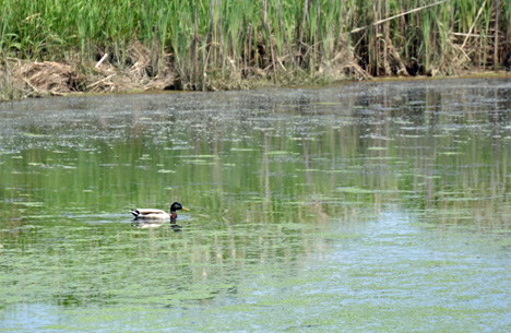 a duck swimming