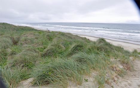 Looking at the Pacific Ocean from the top of the sand dune