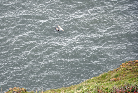 sea lions in the ocean