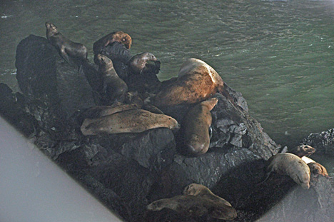 Sea Lions in the cave