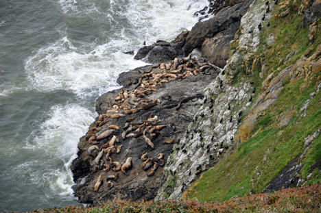 lots of sea lions