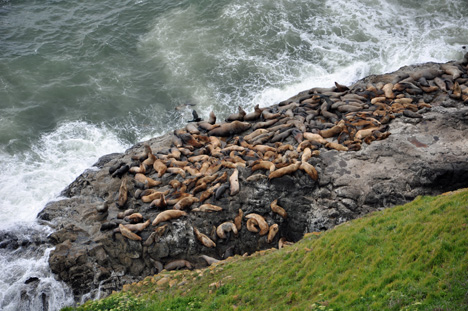 lots of sea lions