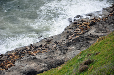 lots of sea lions