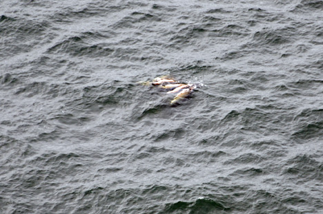 7 sea lions in the ocean