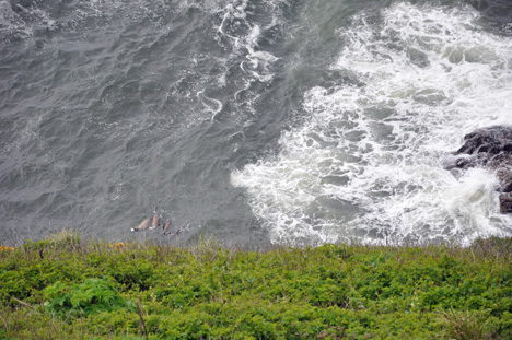 sea lions in the ocean