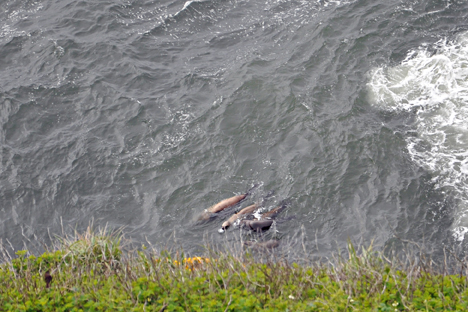 sea lions in the ocean