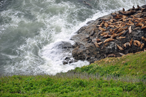 lots of sea lions