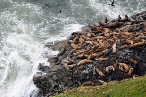 lots of sea lions