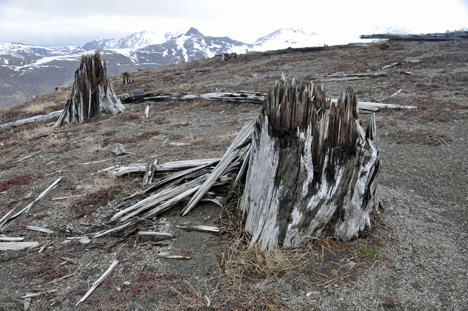 tree stumps