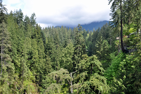 a cloud covered Grouse Mountain as viewed from the Capilano Bridge 