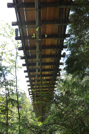 under the Capilano Suspension bridge