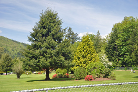 golf course, tree, mountains