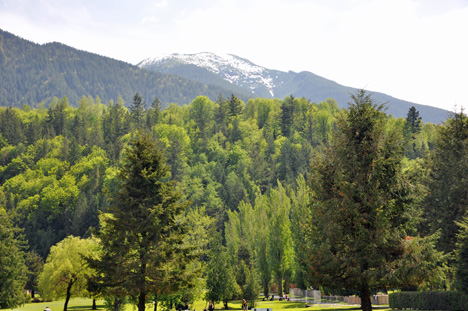 trees and a mountain