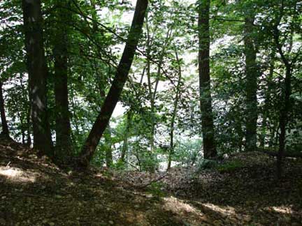 Woods at Pohick Bay