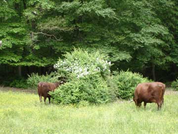 Red Devon Cattle