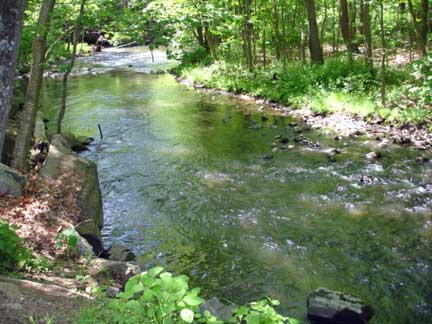 brook at Branch Brook Campground