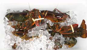 lobsters