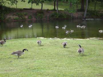 ducks arcoss from the RV of the two RV Gypsies