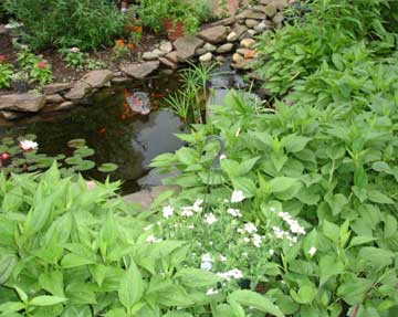 Butterfly Gardens