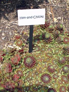 Hen and chicks