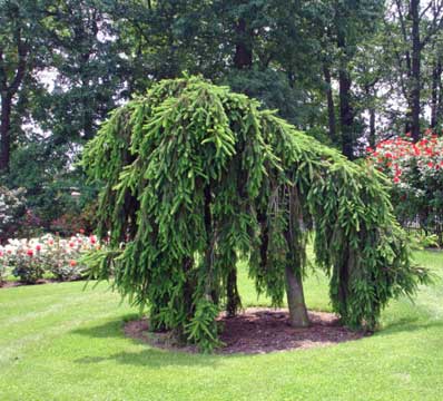 tree horse