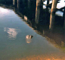 alligator in Louisiana