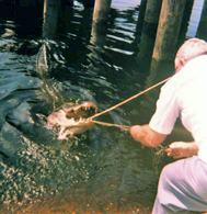 alligator in Louisiana