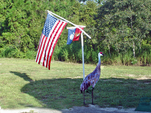 USA flag and a bird